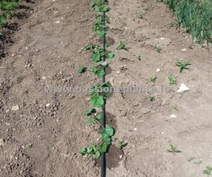 Kit irrigazione a goccia " Passione piante"