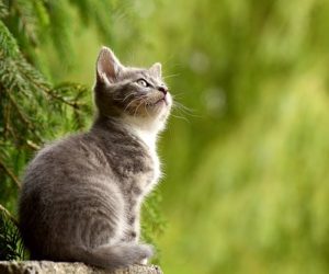 lettiere gatti
