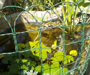 piante acquatiche