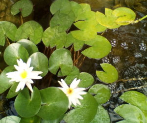piante acquatiche