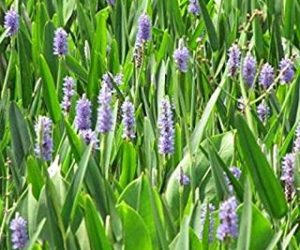 pontederia cordata pianta laghetto