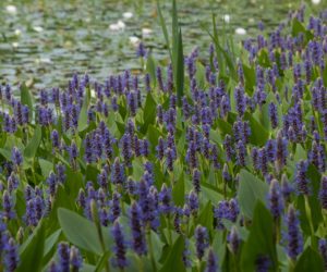 pontederia