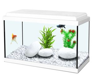 acquario cosa sapere