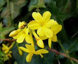 gelsomino giallo