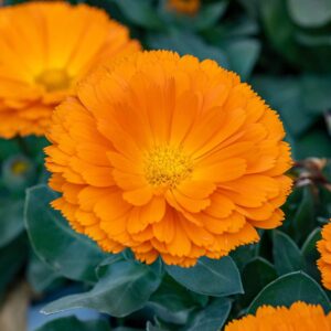 calendula amazon