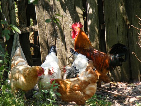 come zittire il gallo