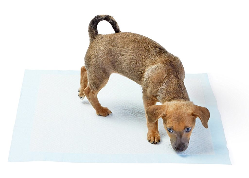 COME INSEGNARE AL CANE A FARE I SUOI BISOGNI FUORI ⋆ FANTASTICA LA TUA CASA