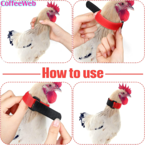 come non far cantare il gallo collare collare gallo
