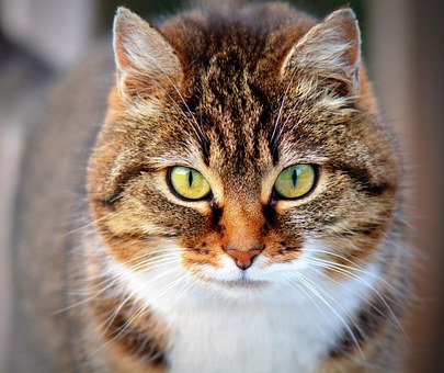 gatti come addomesticarli