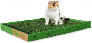 erba vera per gatti