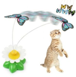 farfalla gioco gatto