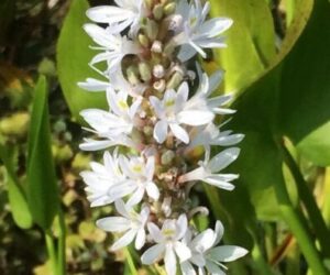 Pontederia cordata "alba"