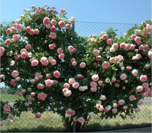Vivai Frediani. Eden Rose Pierre De Ronsard.