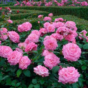  Bakker Rosa floribunda