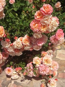  Rosa"Kordes Rosen" Cubana pianta tappezzante in vaso