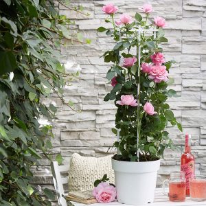 vBakker Crazy in love Pink