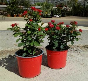 Vivai DeCandia rose