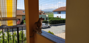 ProteCat